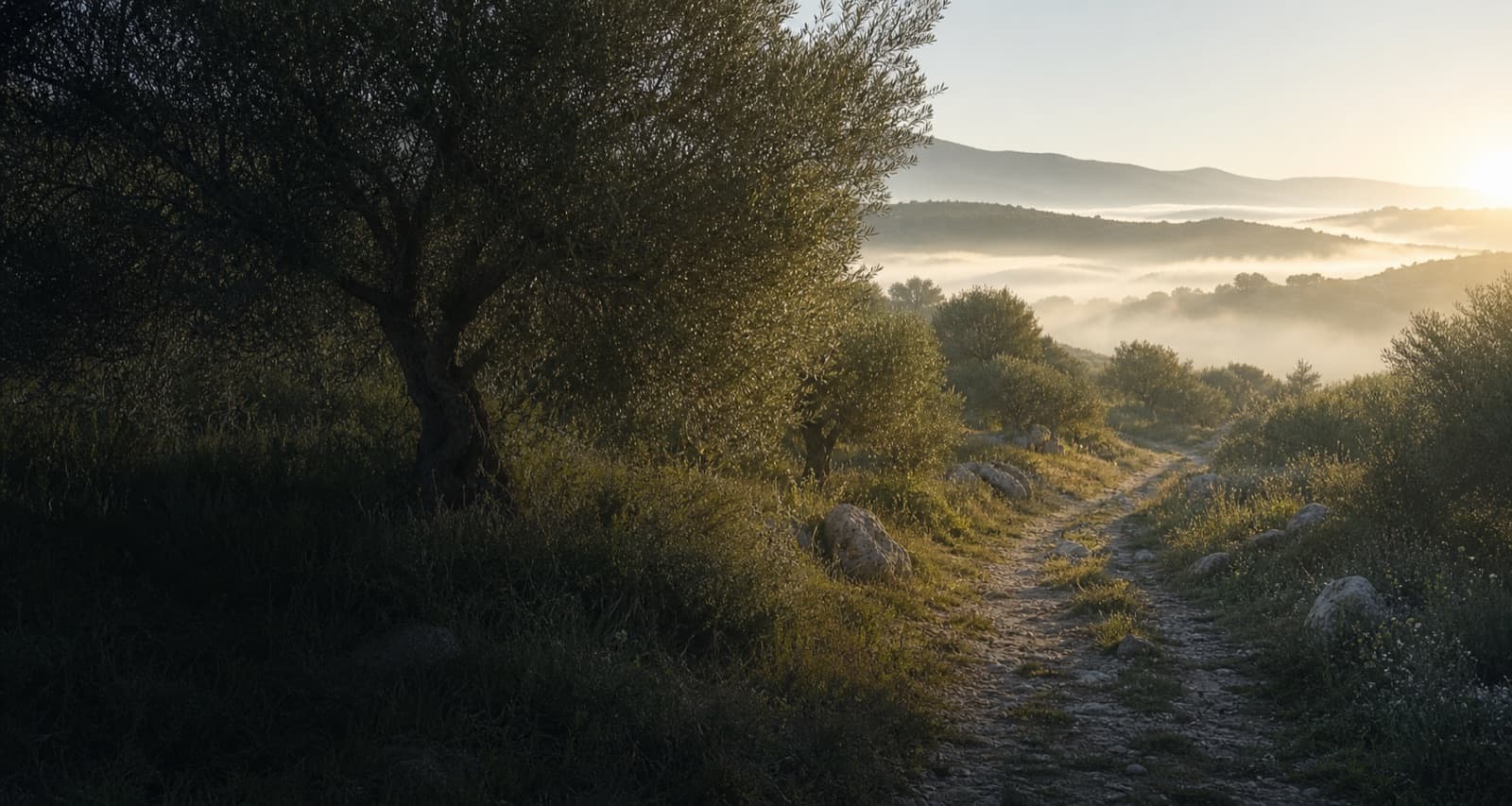 Chemin paisible dans une oliveraie au lever du jour